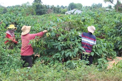 Gia Lai nâng giá trị cây cà phê theo mô hình cánh đồng mẫu lớn