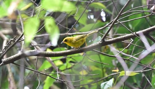 Phát hiện nhiều loài chim quý hiếm tại Khu bảo tồn thiên nhiên Xuân Liên, Thanh Hóa