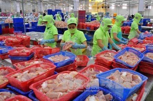 Tìm giải pháp hồi phục xuất khẩu cá tra ở thị trường EU