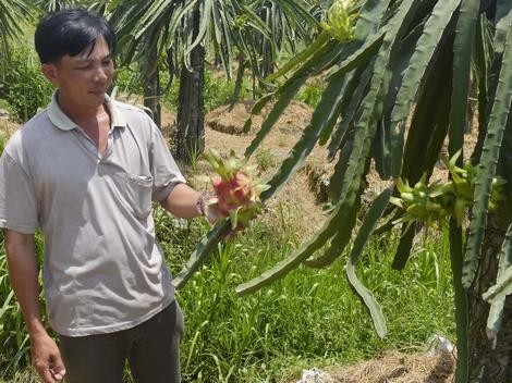 Giúp nông dân Vĩnh Long thay đổi tập quán canh tác để làm giàu