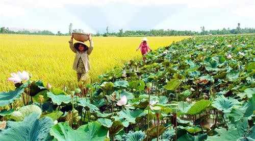 Trồng lúa kết hợp với sen giúp nông dân nghèo Tháp Mười nâng cao thu nhập