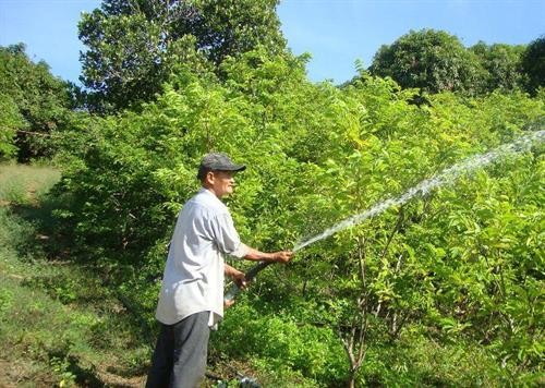 Lão nông Nguyễn Tường thu nhập cao từ mô hình vườn rừng