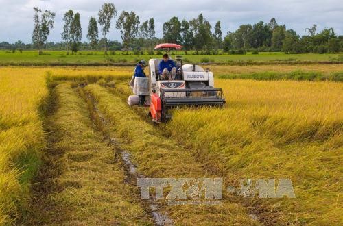 "大型稻田”项目助力占族同胞提高生产效率