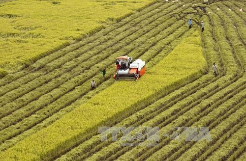 Hậu Giang hợp tác với Hàn Quốc thí nghiệm các chế phẩm sinh học trên lúa 