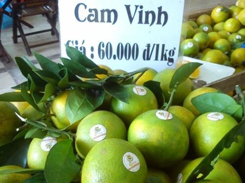 Chị Đỗ Thị Tươi làm giàu từ trồng cam Vinh