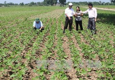 Kinh nghiệm trồng đậu tương trên đất ướt