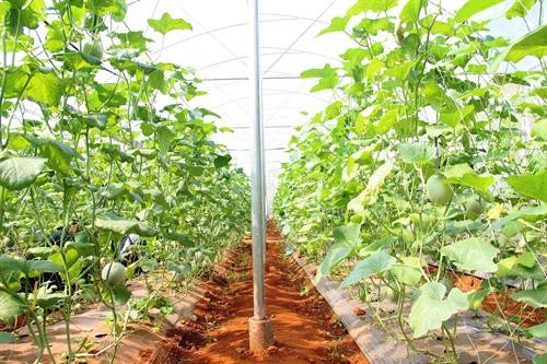 Quảng Trị đẩy mạnh sản xuất nông nghiệp sạch ứng dụng công nghệ cao