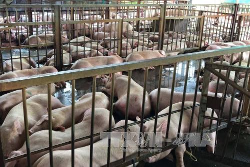Thành phố Hồ Chí Minh đảm bảo nguồn cung thịt lợn, giữ giá ổn định