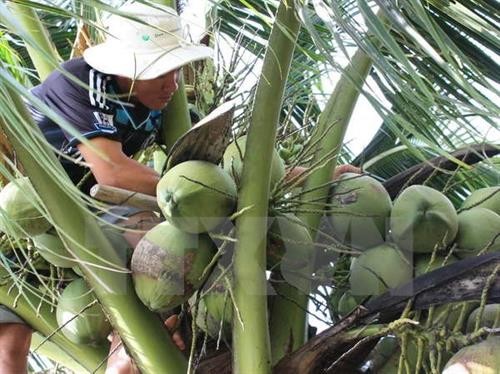 越南椰子之故事
