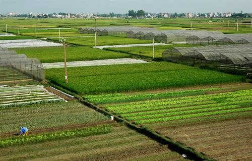 Nông nghiệp Hà Nội 6 tháng đầu năm 2017 tăng trưởng khá