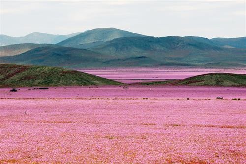 Kỳ diệu sa mạc Atacama biến thành thảm hoa rực rỡ