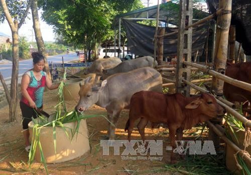 Nuôi trâu, bò nhốt chuồng mang lại hiệu quả kinh tế cao ở Tuyên Quang