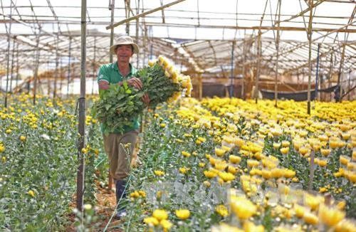 Kỹ thuật trồng và chăm sóc hoa cúc chậu