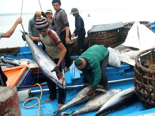 越南前九月水产捕捞量同比增长5.2%