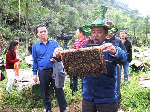 Phát triển nuôi ong mật bền vững đảm bảo an toàn thực phẩm