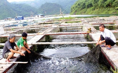 Phát triển nghề nuôi cá sạch trên vùng hồ Hòa Bình
