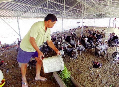 Ông Phạm Văn Lanh nuôi gà lôi thu trăm triệu mỗi năm