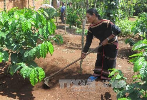 Đắk Lắk phát huy hiệu quả nhờ trồng tái canh cà phê