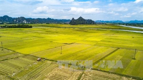 Các giải pháp tập trung, tích tụ ruộng đất tại Thái Bình