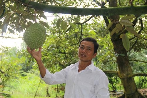 Ông Huỳnh Văn Sẵn làm giàu nhờ kịp thời chuyển đổi cây trồng sống chung với lũ