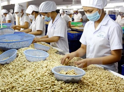 越南腰果产业努力保持世界第一腰果出口国的地位