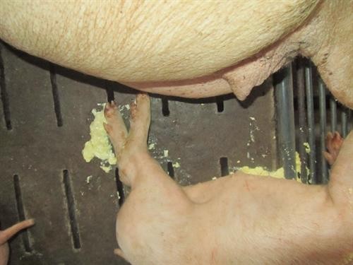 Cách phòng trị bệnh tiêu chảy cấp trên lợn con