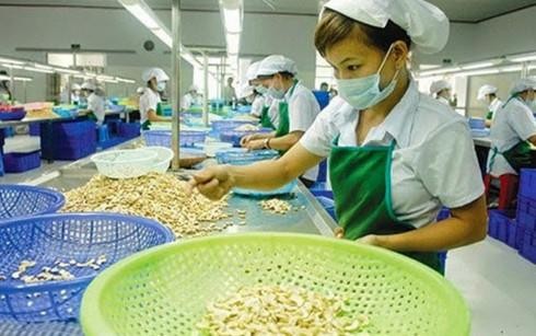 越南腰果仁出口位居世界第一