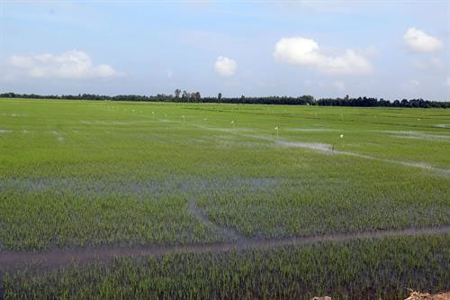 Muỗi hành gây hại lúa Đông Xuân tại Kiên Giang