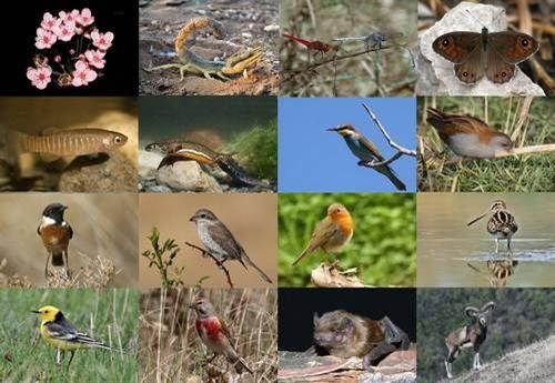 Tăng cường bảo vệ các loài chim di cư, bảo vệ đa dạng sinh học