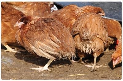 Dấu hiệu cho biết gà thiếu vitamin A