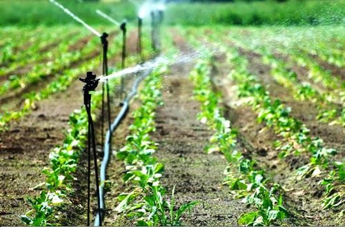 Trà Vinh có hơn 11.600 ha đất sản xuất áp dụng công nghệ tưới tiết kiệm nước