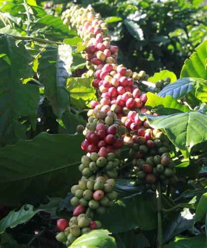 Lâm Đồng: Tăng cường quản lý lao động, đảm bảo an ninh trật tự trong mùa thu hoạch cà phê