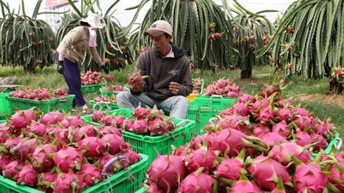 越南扩大蔬果出口