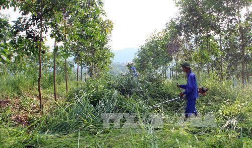 Trồng xen cây trong vườn cao su ở Lai Châu để tăng thu nhập