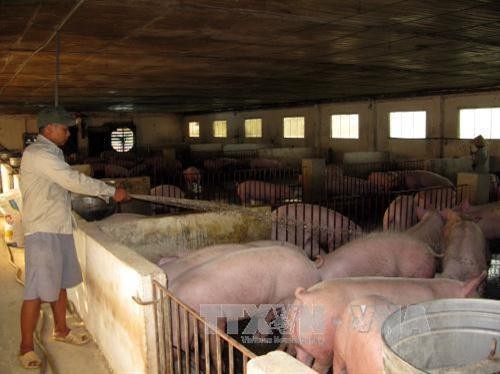 Mô hình chăn nuôi tiện ích - giúp bảo vệ đàn lợn khi mưa lũ