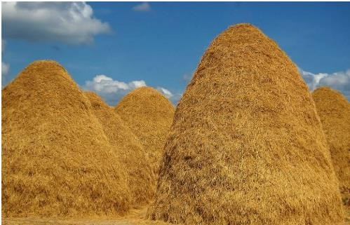 An Giang đầu tư trên 500 tỷ đồng sản xuất năng lượng từ phụ phẩm cây lúa