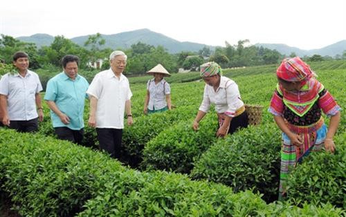 Bước ngoặt cho người trồng chè ở Tuyên Quang