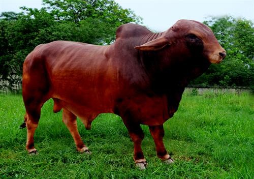 Hưng Yên nuôi thành công bò Brahman đỏ cho hiệu quả cao
