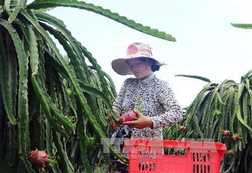 Bình Thuận tái cơ cấu nông nghiệp hiệu quả
