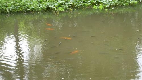 Phòng trị bệnh cho cá trong mùa mưa lũ