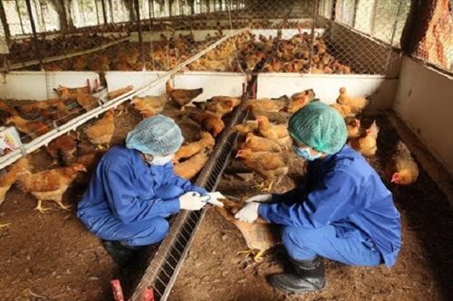 Kỹ thuật phòng bệnh cho gà trong thời tiết giao mùa Đông Xuân