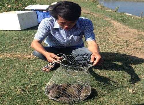 Hà Tĩnh: Hiệu quả từ mô hình nuôi cá dìa trong ao đất