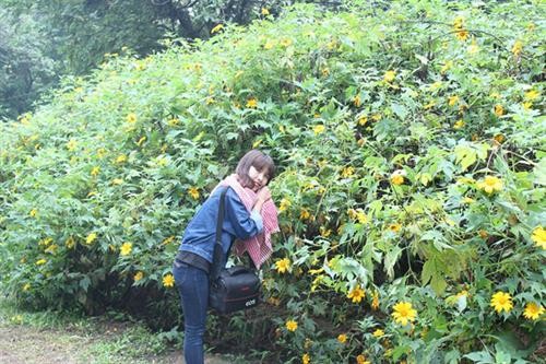 Chiêm ngưỡng hoa dã quỳ tại Vườn Quốc gia Ba Vì, Hà Nội