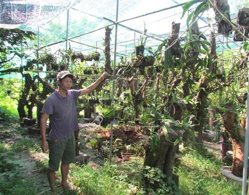 Chuyển đổi trồng phong lan thoát nghèo ở Bình Lục