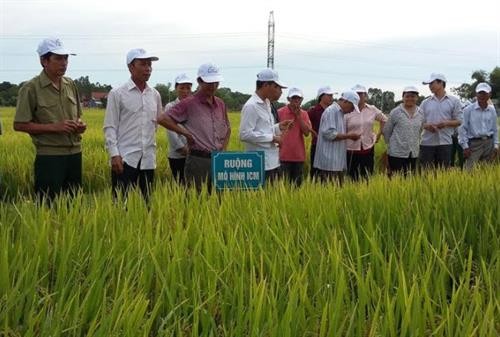 Trà Vinh lưu ý nông dân nên sử dụng giống lúa chịu mặn để tránh thiệt hại