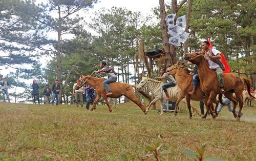 Đà Lạt: Độc đáo đua ngựa không yên trên đồi cỏ hồng