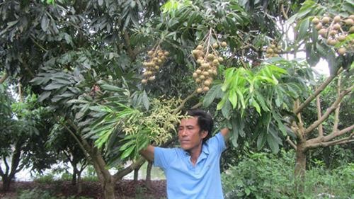 Kinh nghiệm cho nhãn ra hoa trái vụ của lão nông Hoàng Quang Tuấn