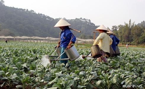 Người dân Lạng Sơn tăng cường phòng chống rét hại cho hoa màu