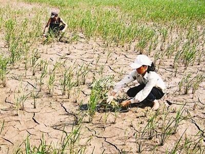 越南努力在水稻生产过程中减少温室气体排放 