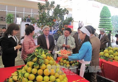 Mở hướng tiêu thụ cho cam Cao Phong - Hòa Bình
